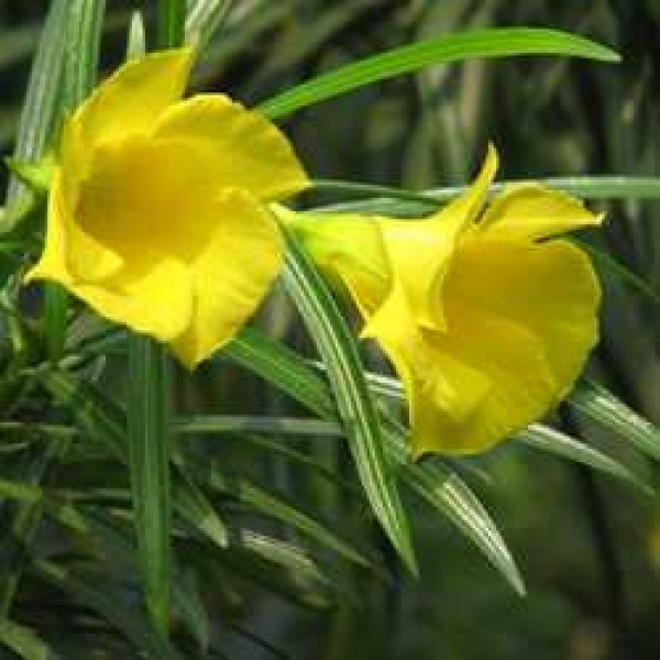 Nerium Yellow - Oleander, Kaner Plant